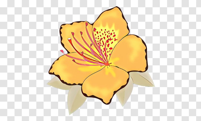 Floral Blossom - Wildflower - Wood Sorrel Family Transparent PNG