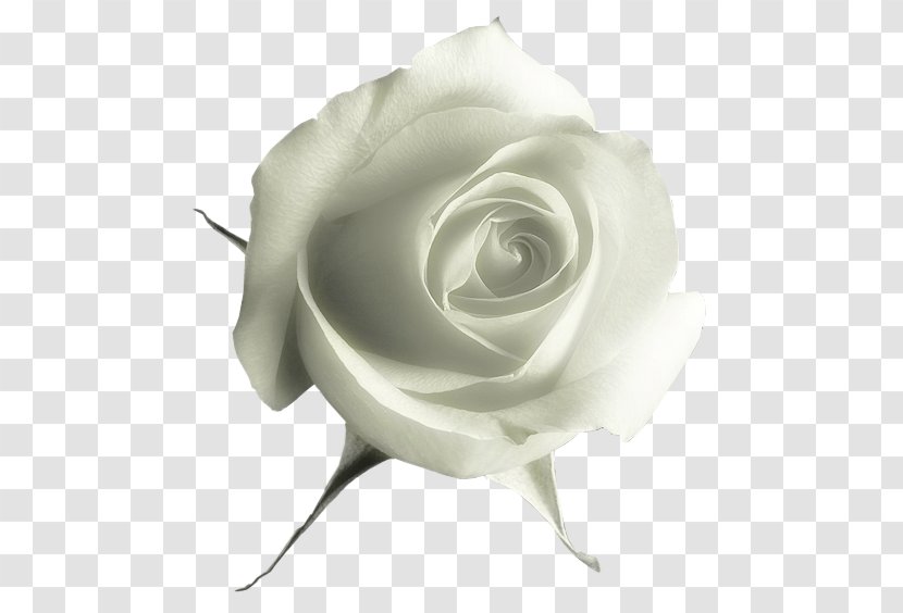 Garden Roses Flower Clip Art - Still Life Photography - White Rose Transparent PNG