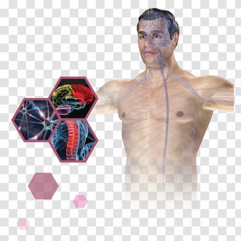 Shoulder - Watercolor - Array Health Transparent PNG