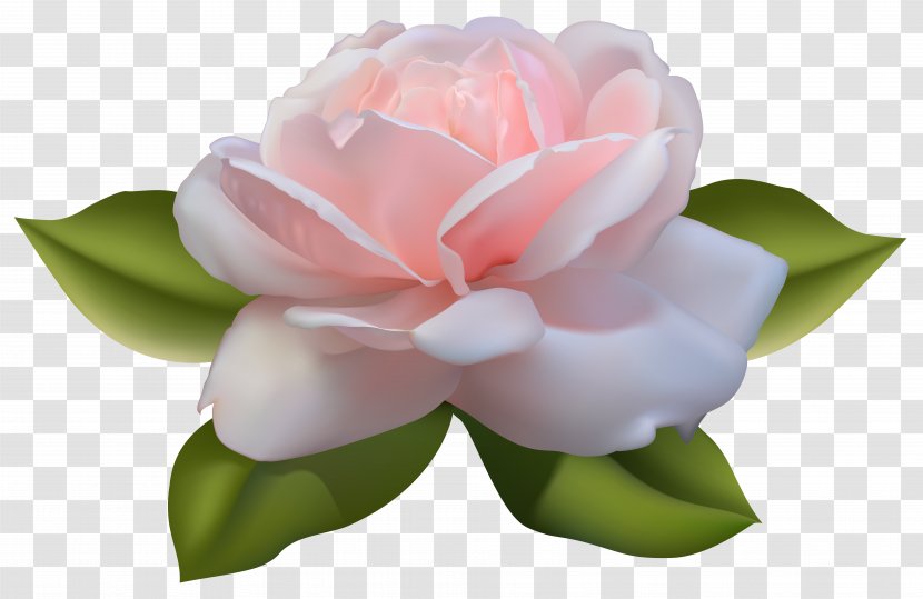 Centifolia Roses Clip Art - Pink - Beautiful Rose With Leaves Image Transparent PNG