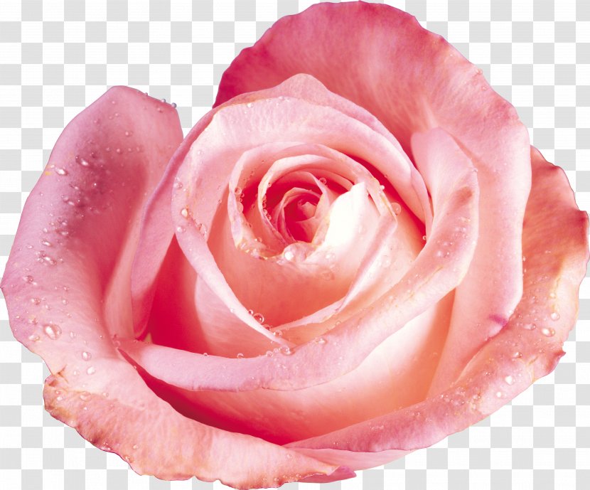 Beach Rose Flower Red Color Dew Transparent PNG