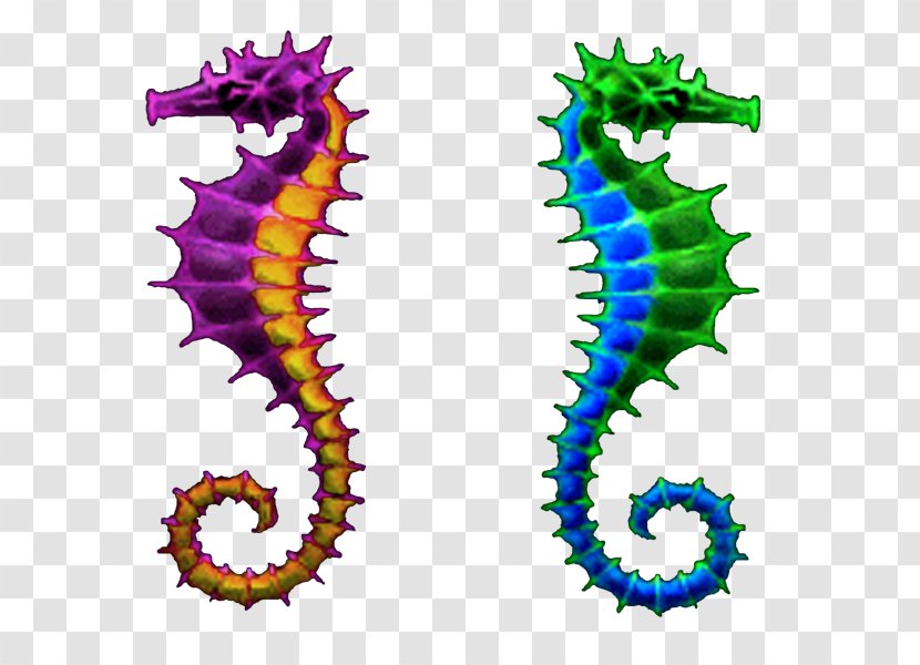 Seahorse Body Jewellery Line Clip Art - Organism Transparent PNG