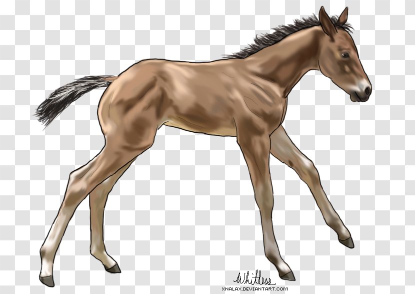 Foal Mare Mustang Colt Stallion - Livestock Transparent PNG