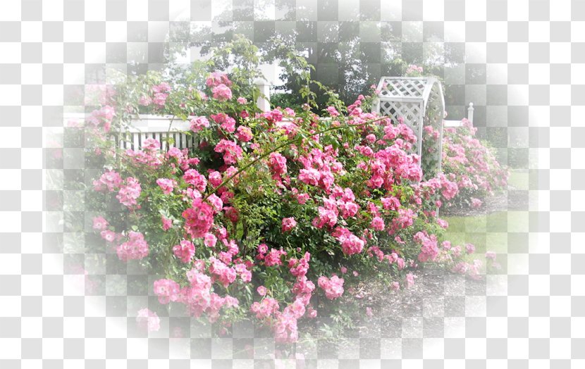 Cottage Garden International Rose Test Back Transparent PNG