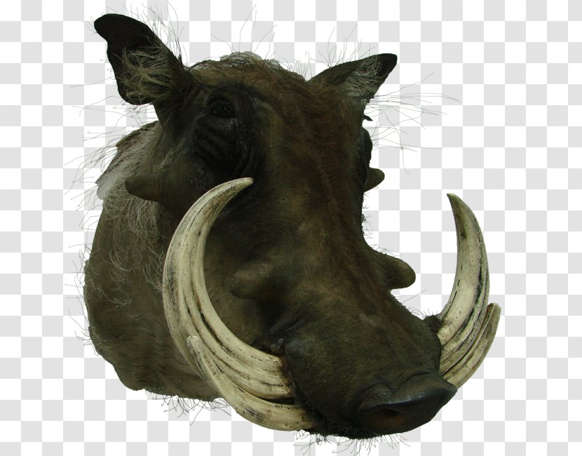 Pig Sculpture Snout Wildlife Transparent PNG