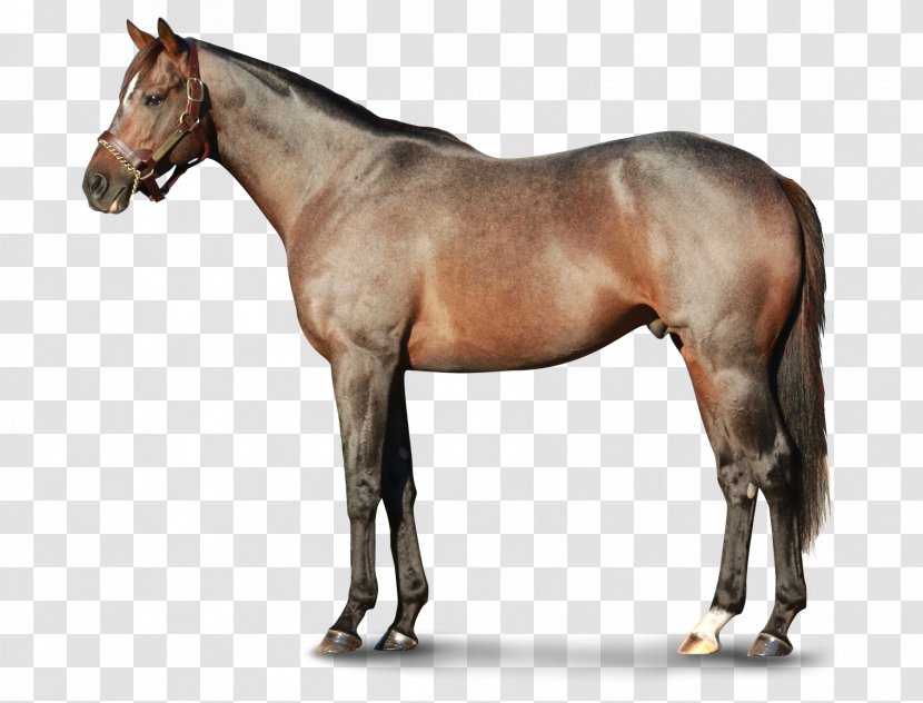 Stallion Mustang Moyle Horse Pony Narragansett Pacer Transparent PNG