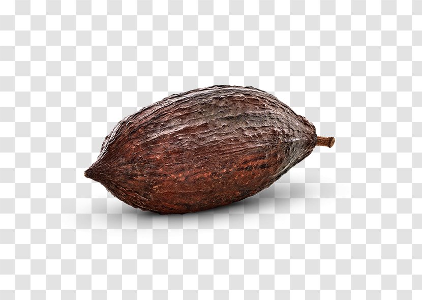 Cocoa Bean Commodity Cacao Tree - Nut - Kakao Transparent PNG
