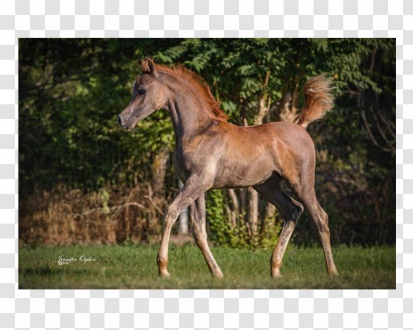 Mare Foal Stallion Mustang Colt - Livestock Transparent PNG