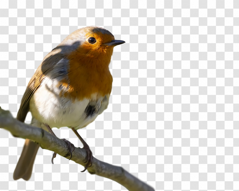 European Robin Brambling Finches Common Nightingale Birds Transparent PNG