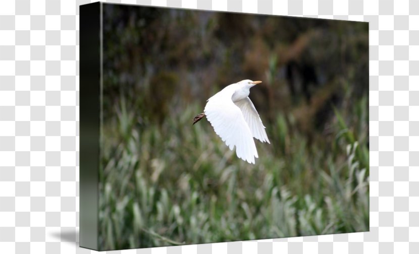 Stock Photography Cattle Egret - Fauna - Poster Design Transparent PNG