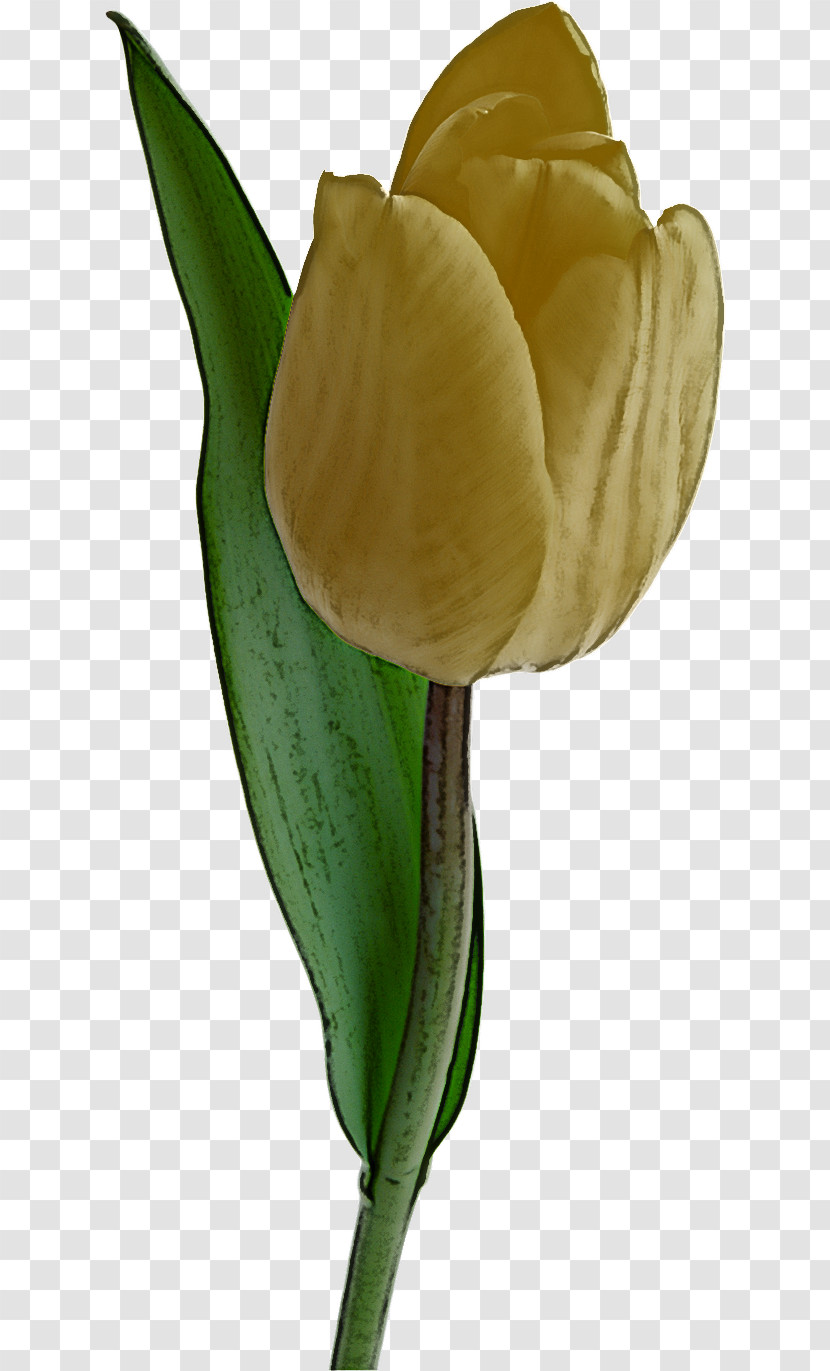 Flower Tulip Arum Plant Yellow Transparent PNG