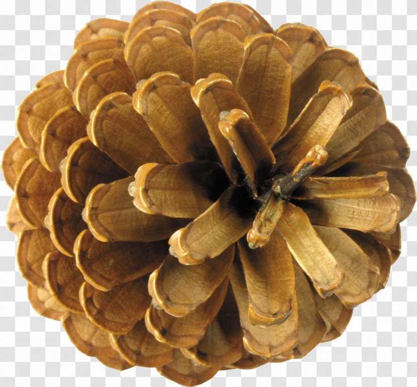 Conifer Cone Pine Clip Art - Digital Image Transparent PNG