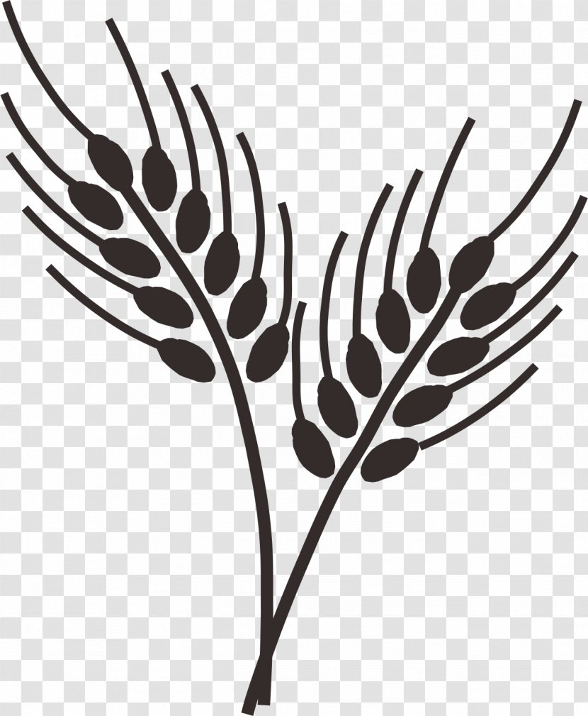Common Wheat Drawing Cereal Wheatgrass Clip Art - Monochrome Photography - Stick Figure Transparent PNG