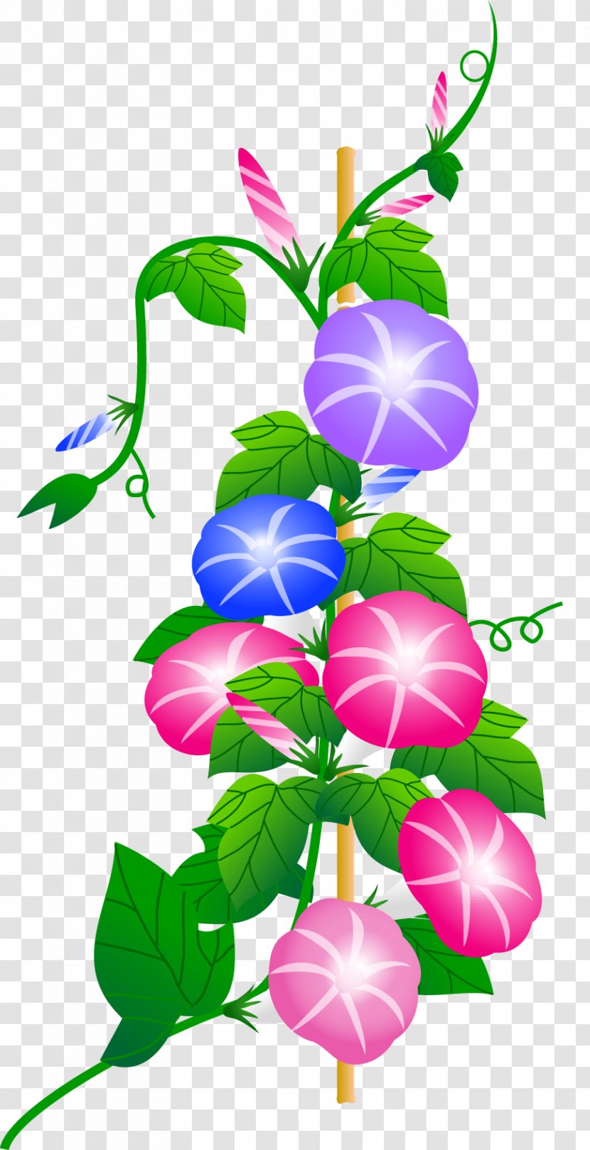 Japanese Morning Glory Blog Summer - Asian Flower Transparent PNG