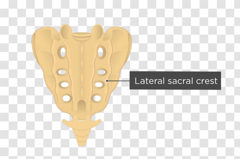 Sacrum Median Sacral Crest Artery Lateral Vertebral Column - Erector Spinae Transparent PNG