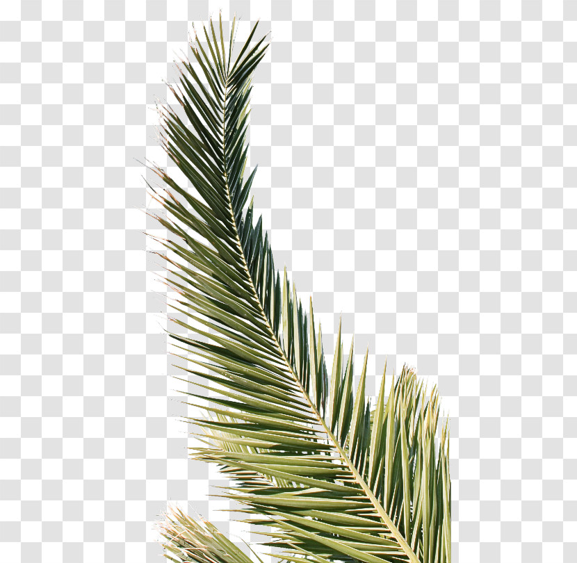 Palm Tree Transparent PNG