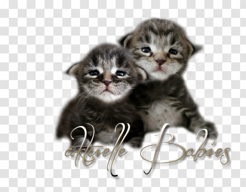 Kitten American Shorthair Wirehair Domestic Short-haired Cat Whiskers - Asian Transparent PNG