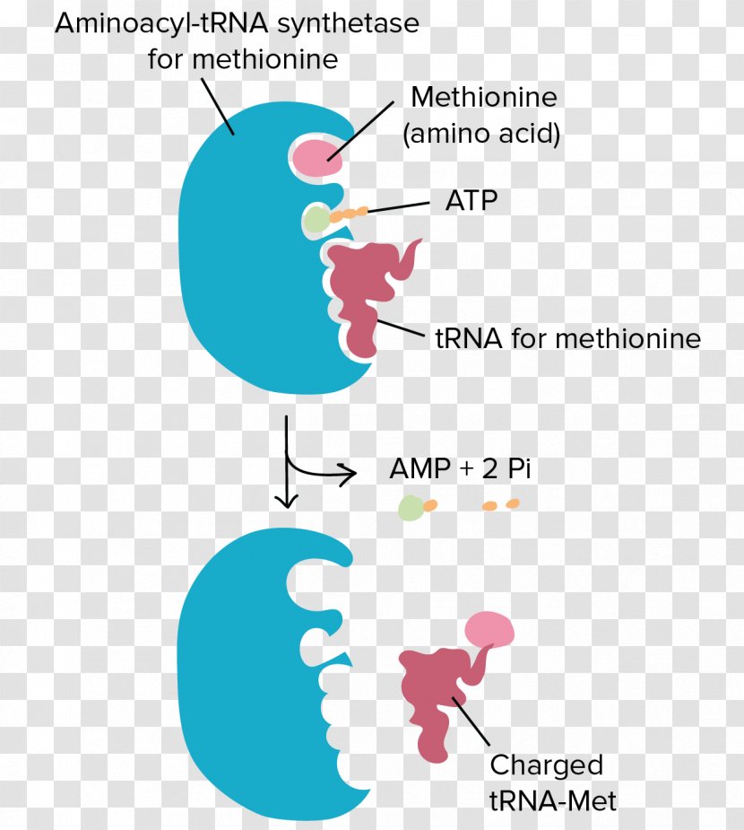 Transfer RNA Aminoacyl-tRNA Ribosome Translation Amino Acid - Wobble Base Pair - Anticodon Transparent PNG