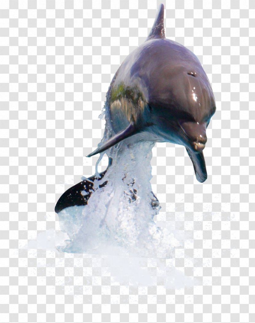 Dolphin Desktop Wallpaper Image Drawing - Marine Mammal Transparent PNG