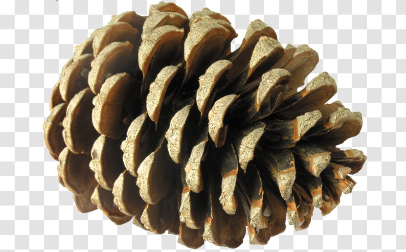 Conifer Cone Pine Spruce Child - Family - Fir Transparent PNG