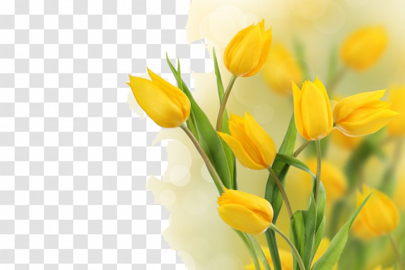 Flower Yellow Tulip Stock Photography Bulb - Plant - Beautiful Tulips Transparent PNG