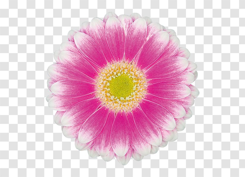 Transvaal Daisy Chrysanthemum Aster Cut Flowers Magenta Transparent PNG
