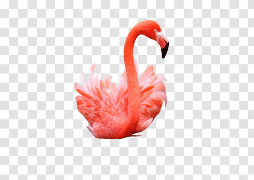 Flamingo Photography - Flamingos Transparent PNG