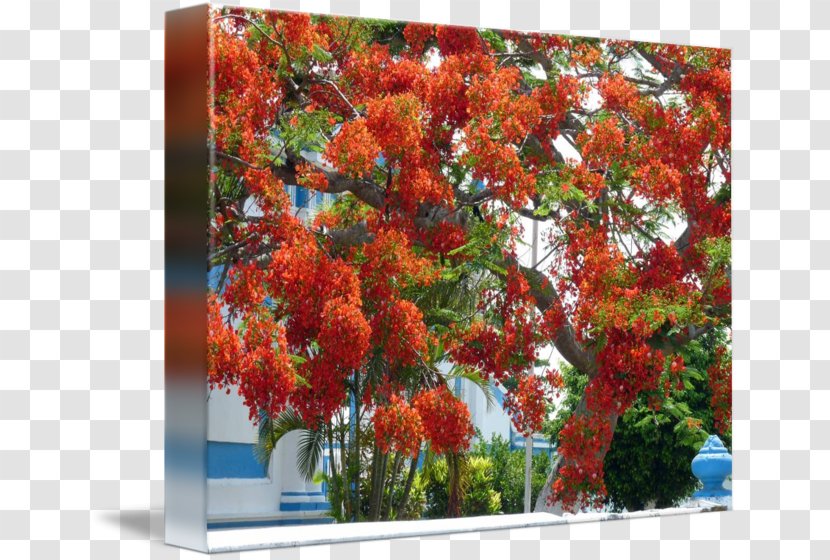 Royal Poinciana Art Imagekind Tree Painting - Wall - Flamboyan Transparent PNG