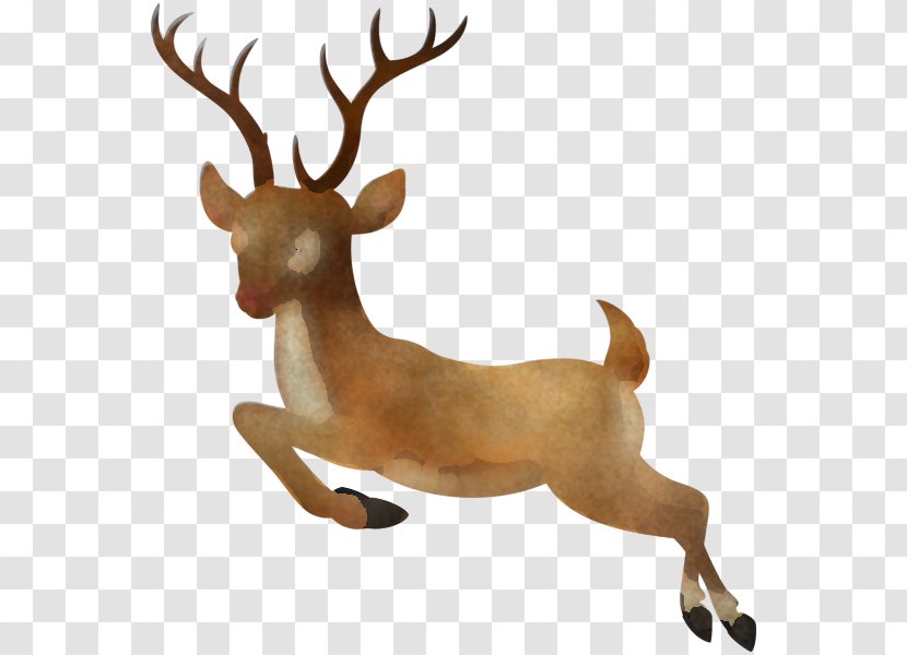 Reindeer - Deer - Tail Fawn Transparent PNG