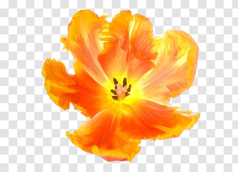 Tulip Flower Euclidean Vector - Lily Family - Flowers Transparent PNG