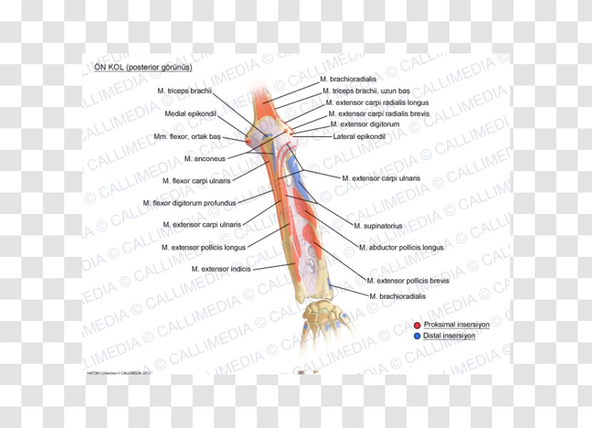 Forearm Human Anatomy Augšdelms - Tree - Arm Transparent PNG