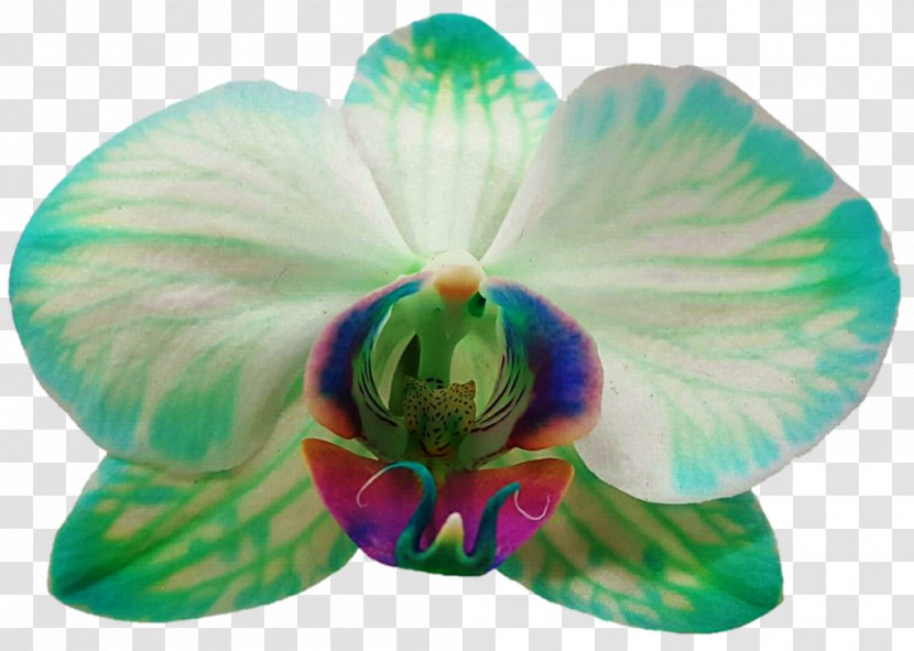 Moth Orchids Photography Petal Flower - Nature Transparent PNG