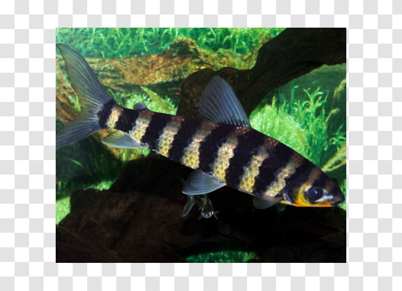 Bony Fishes Silver Prochilodus Leporinus Aquarium - Fish Pond Transparent PNG