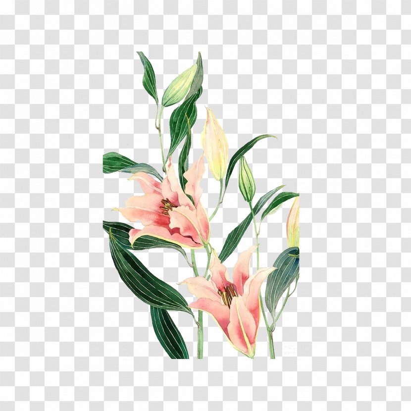 Desktop Wallpaper Watercolor Painting Lilium Illustration - Floral Design - Hand-painted Lily Transparent PNG