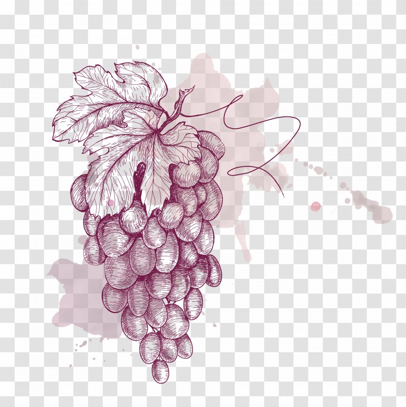 Grape Drawing Illustration - Fruit - Painted Purple Grapes Vector Material Transparent PNG
