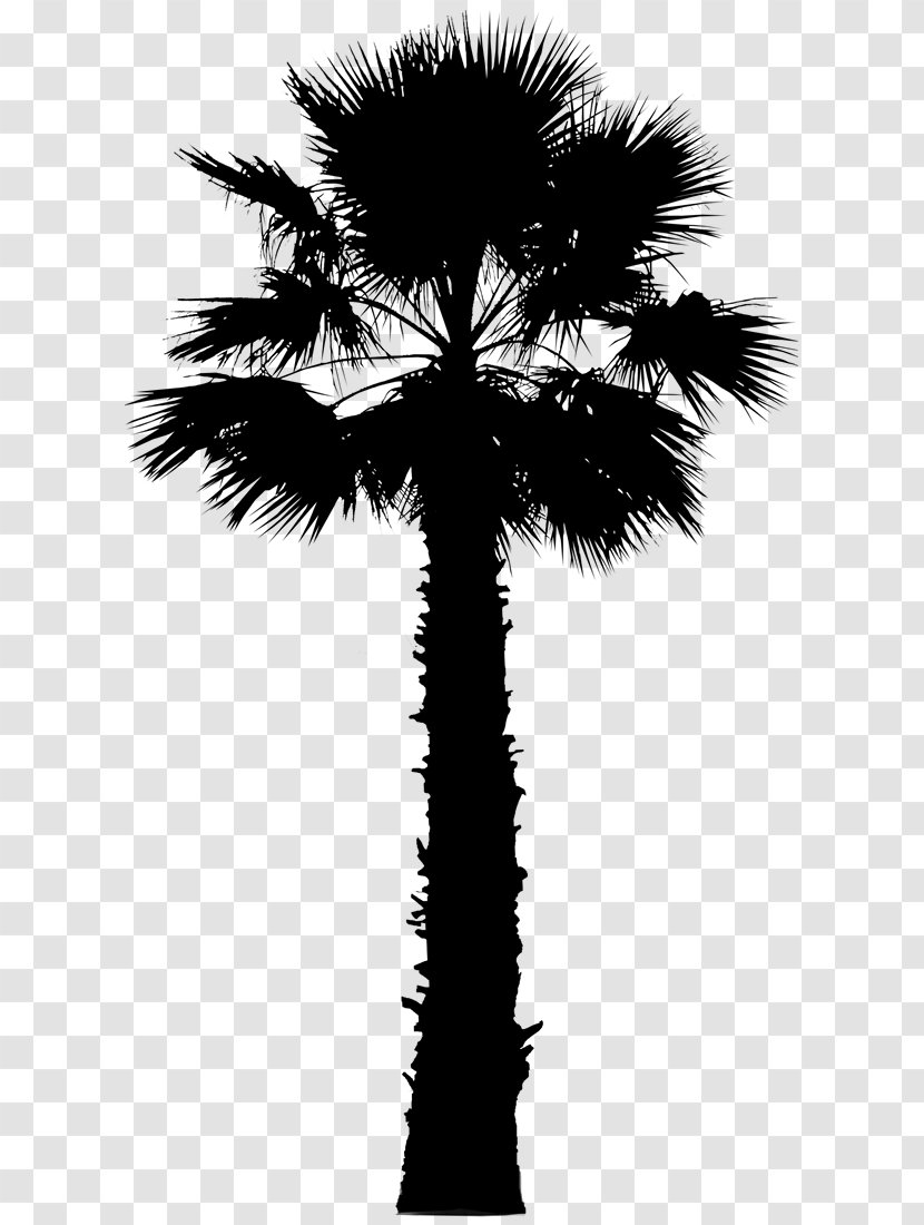 Asian Palmyra Palm Trees Vector Graphics Image California - Tree Transparent PNG