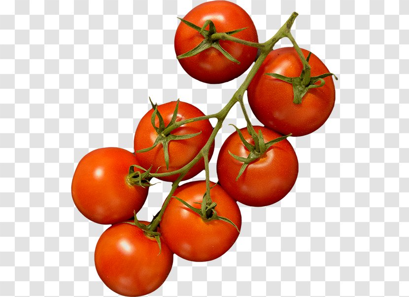 Plum Tomato Bush PITZ PINCHOS BORREL BAR Food Madame Délicieux I Brasserie & Delicatessen - Tricot Transparent PNG