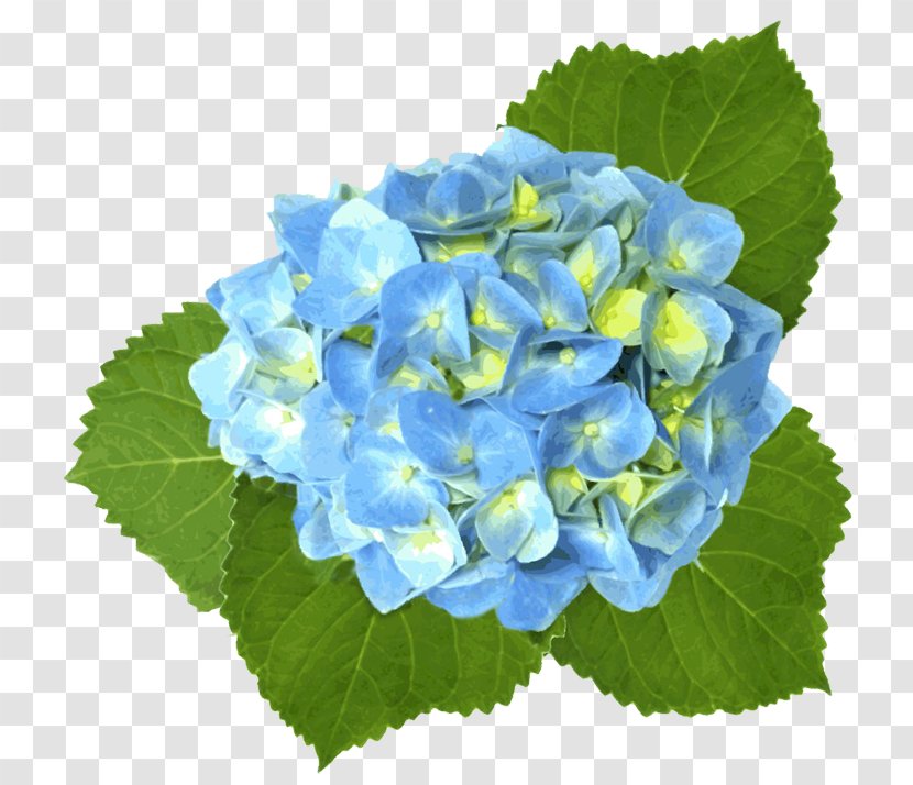 French Hydrangea Blue Clip Art - Watercolor Painting Transparent PNG