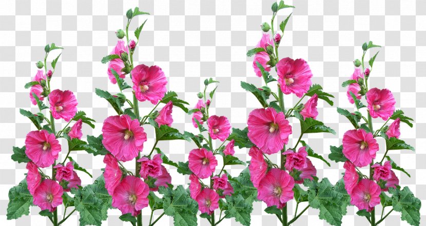 Flower Garden Hollyhock Floral Design Transparent PNG