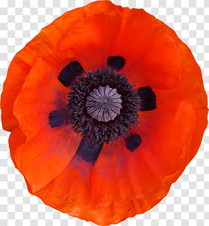 Common Poppy Clipping Path Photography - Dots Per Inch - Tiff Transparent PNG