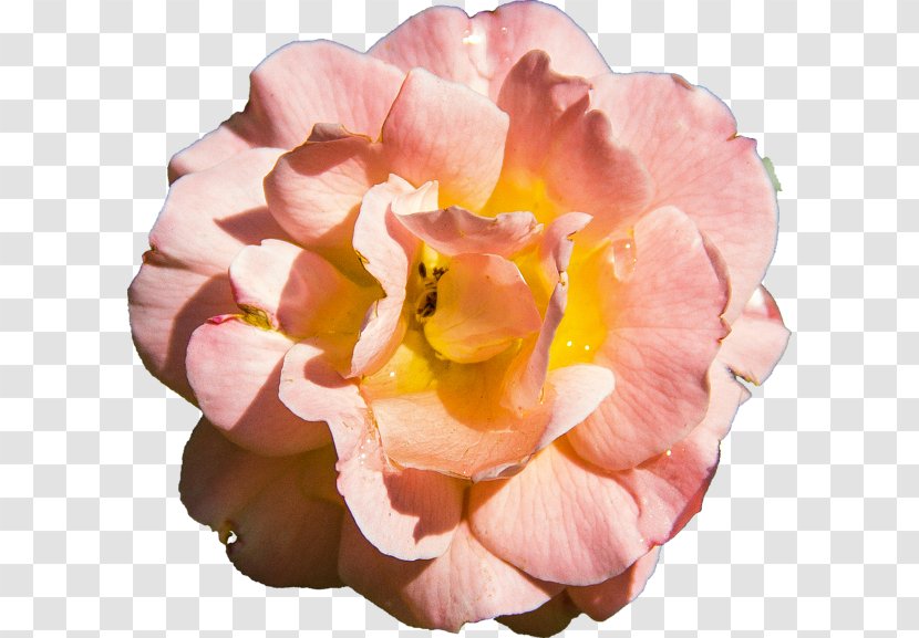 Centifolia Roses Garden Rosaceae Flower Curtain - Cut Flowers - Peach Transparent PNG