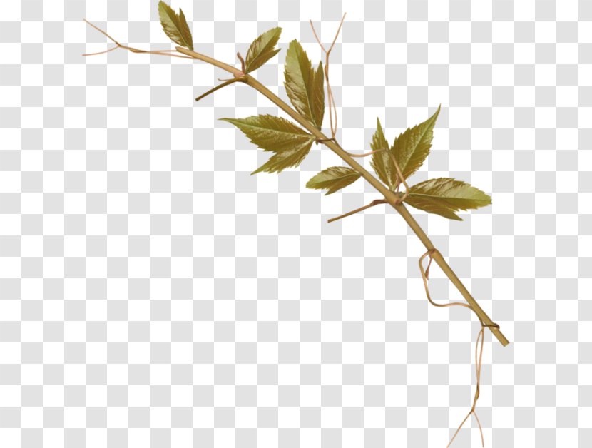 Twig Clip Art - Leaf Transparent PNG