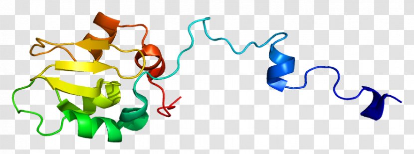 XIAP Inhibitor Of Apoptosis X Chromosome Protein - Flower - Tree Transparent PNG