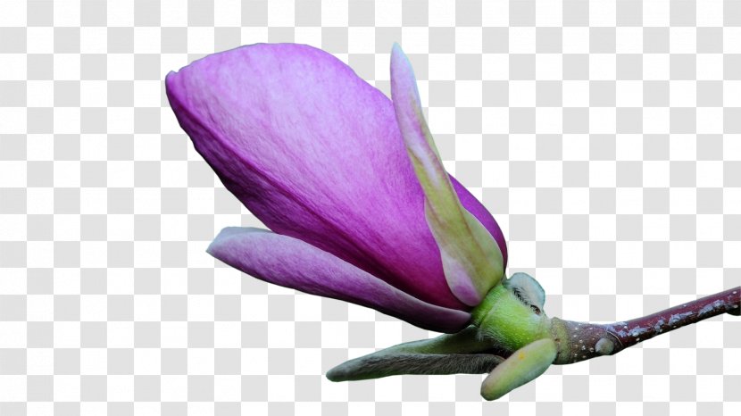 Flower Magnolia Bud Clip Art - Photoshop Transparent PNG