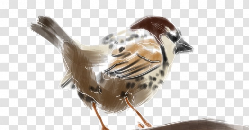 House Sparrow Spanish Bird Beak Moineau - Feather Transparent PNG