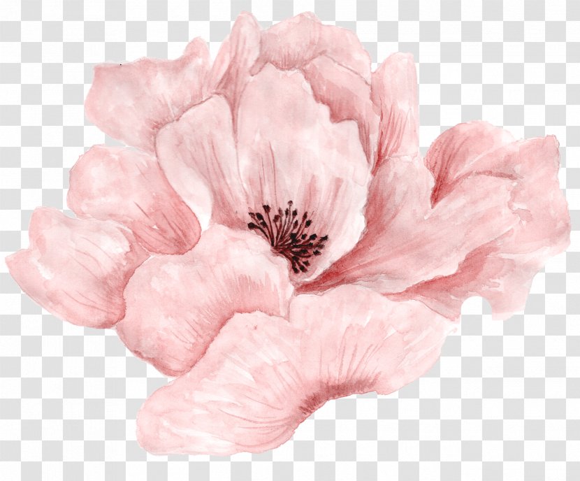 Pink Flowers Watercolor Painting - Flower - Beautiful In Full Bloom Transparent PNG