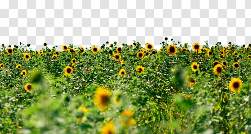 Sunflowers Wallpaper - Photography - Picture Transparent PNG