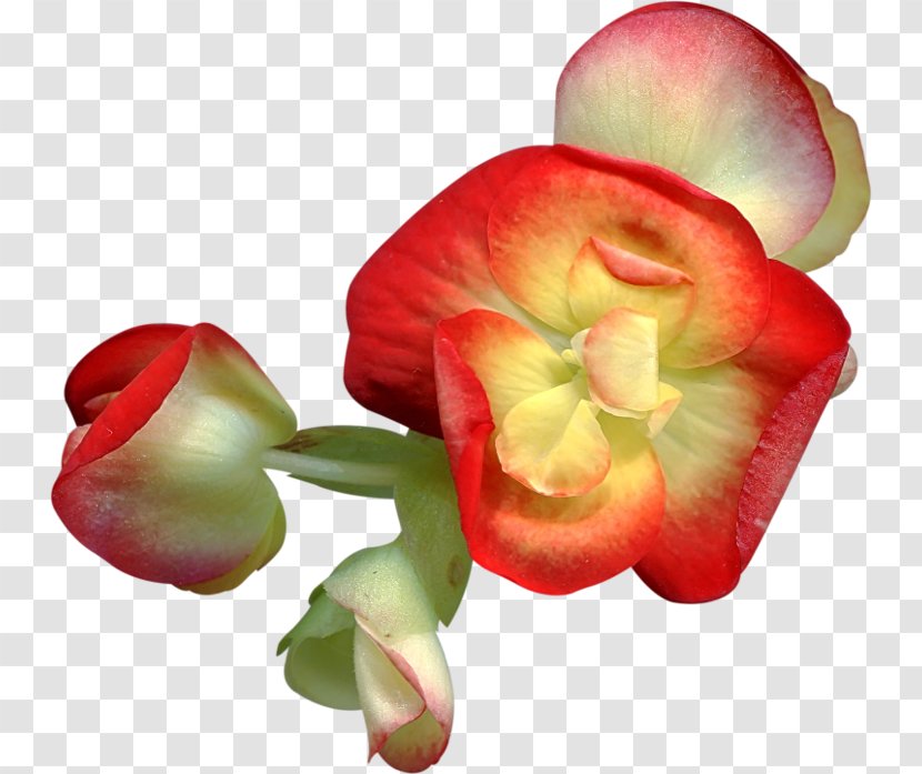 Cut Flowers Clip Art - Begonia - Flower Transparent PNG