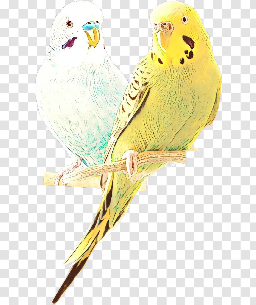Bird Budgie Parakeet Parrot Beak Transparent PNG
