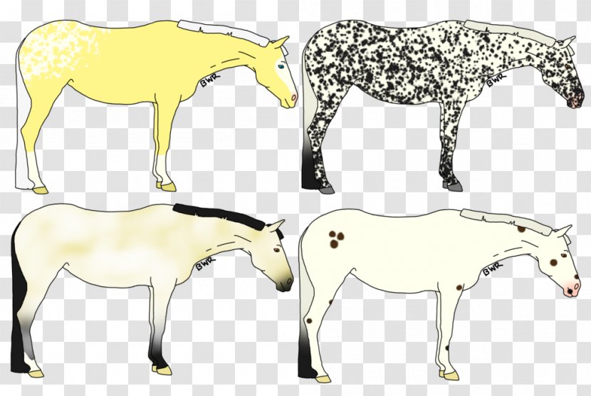 Mule Foal Stallion Mare Colt - Pony - Mustang Transparent PNG